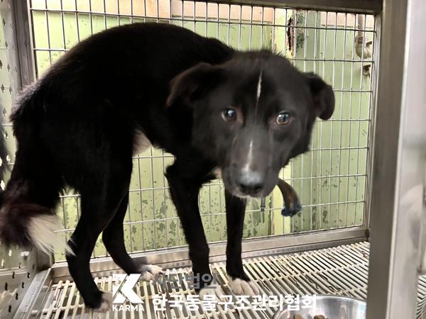 한국동물구조관리협회_441409202501529